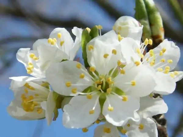 apple blossom spring flower