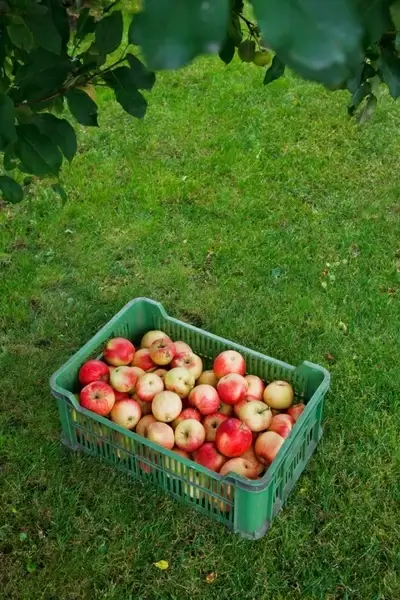 apples in box on grass