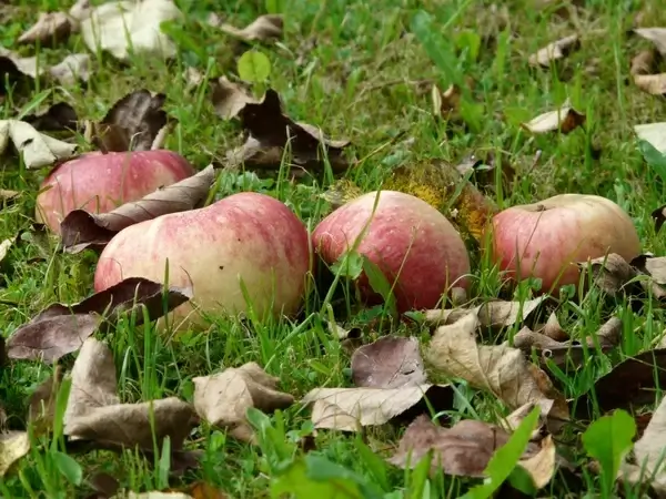 apples meadow harvest