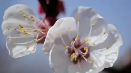 Apricot flower