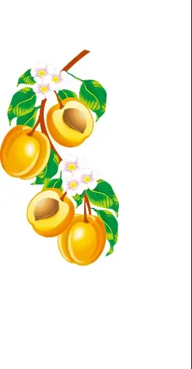 apricot flower and apricot vector