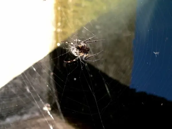 arachnid