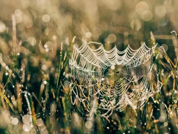 arachnid background close closeup color decoration