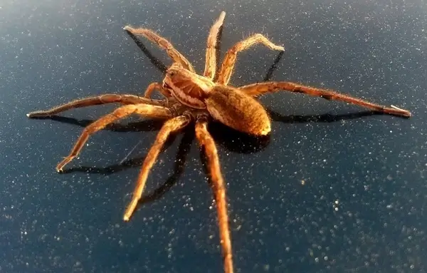 arachnids araneae arthropoda