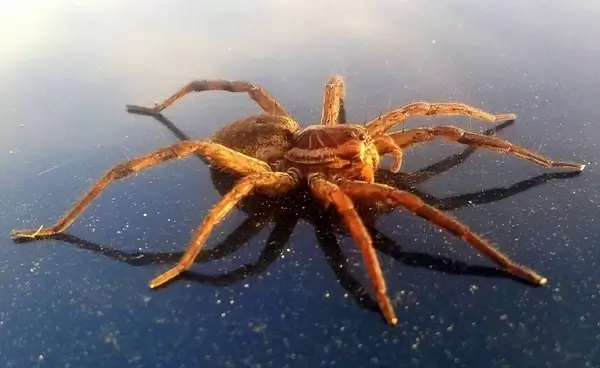 arachnids araneae arthropoda