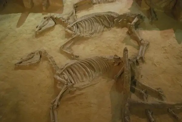 archeological dig