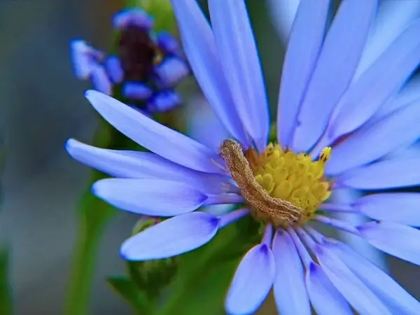 arctic aster wildflower caterpillar