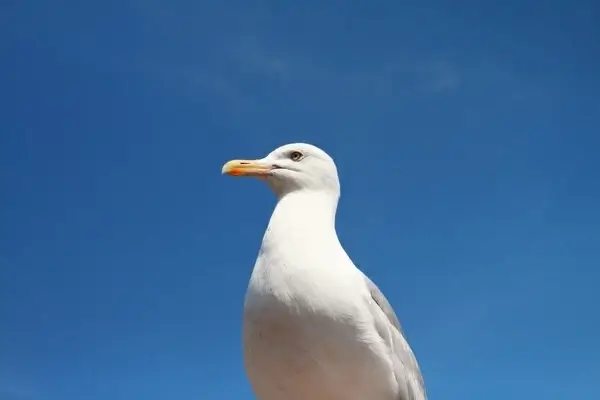 arctic beak bird coast daytime fowl gull midway