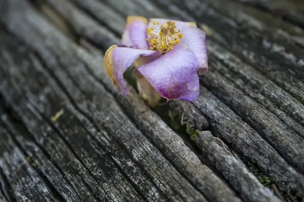 aroma background beautiful bloom blur close closeup