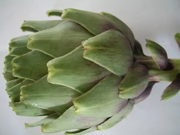 artichoke