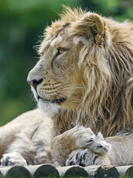 asiatic lion profile