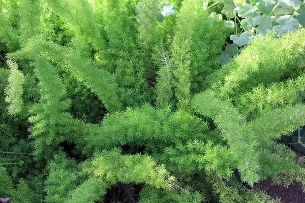 asparagus fern