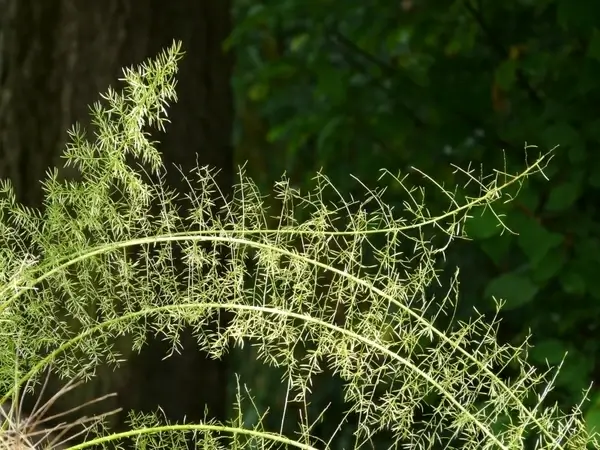 asparagus fern asparagus densiflorus ornamental plant