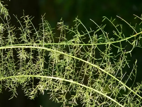 asparagus fern asparagus densiflorus ornamental plant
