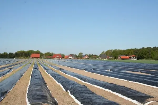 asparagus field cover heat build-up