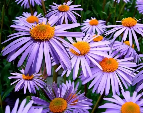 aster tongolensis michelmas daisy mauve