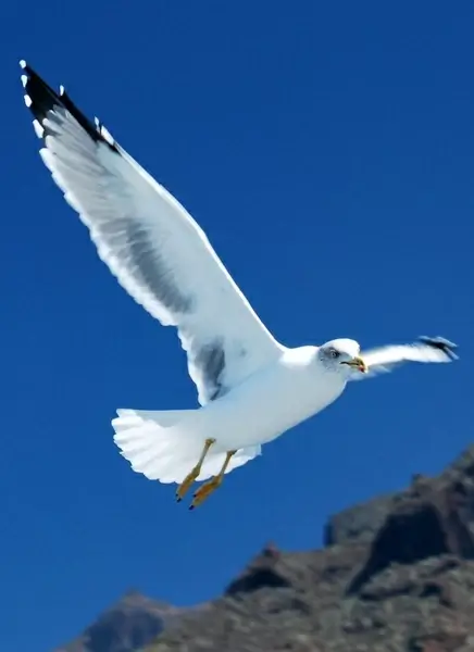 atlantic canary cliff