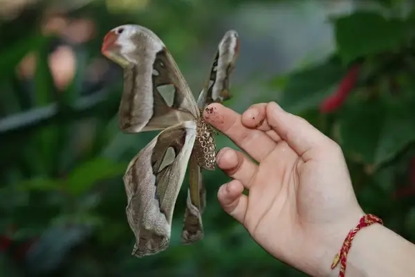 atlas bigg butterfly insect