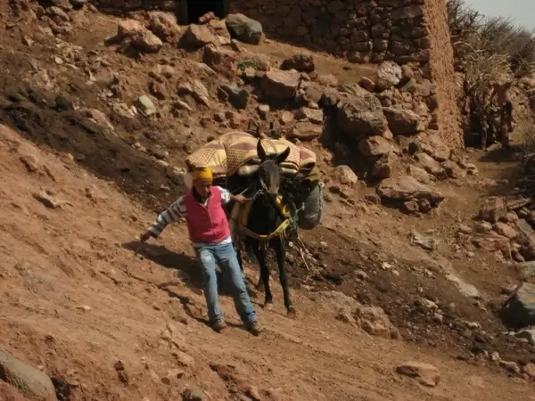 atlas mountains mule slip