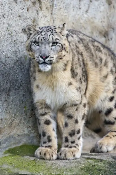 attentive snow leopard 