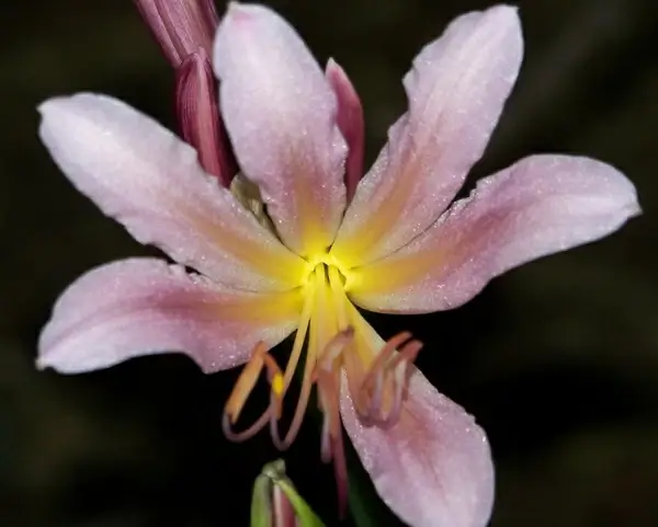 august lily