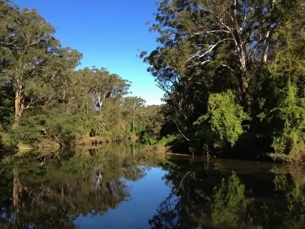 australia forest trees 