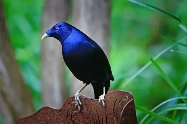 australia satin bower bird bird