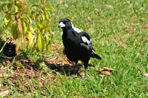 australian magpie