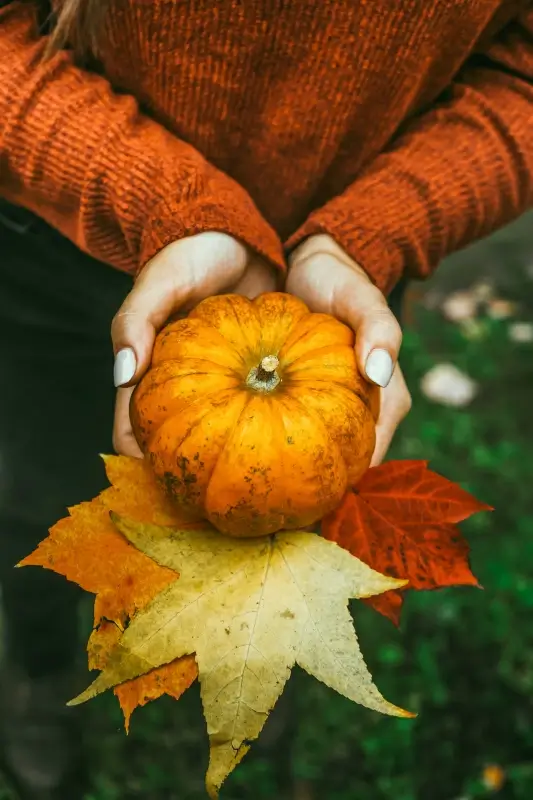 autumn backdrop hand holding pumpkin leaves
