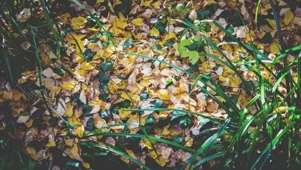 autumn background beautiful closeup color environment