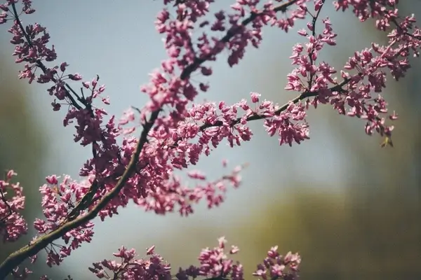 autumn bloom blossom branch cherry delicate detail