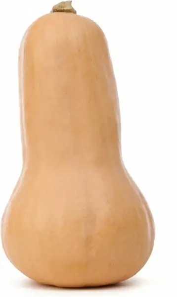 autumn butternut squash diet