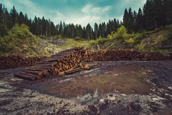 autumn conifer daytime destruction dirt environment