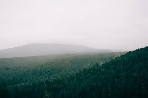 autumn dawn fall fog foggy forest grass haze 