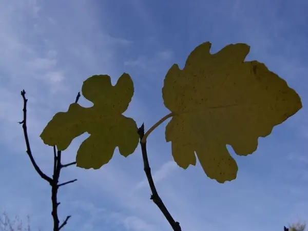autumn fig plants