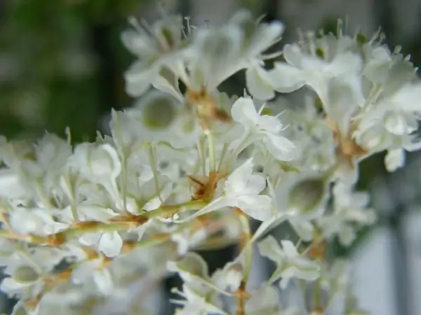 autumn flowers white