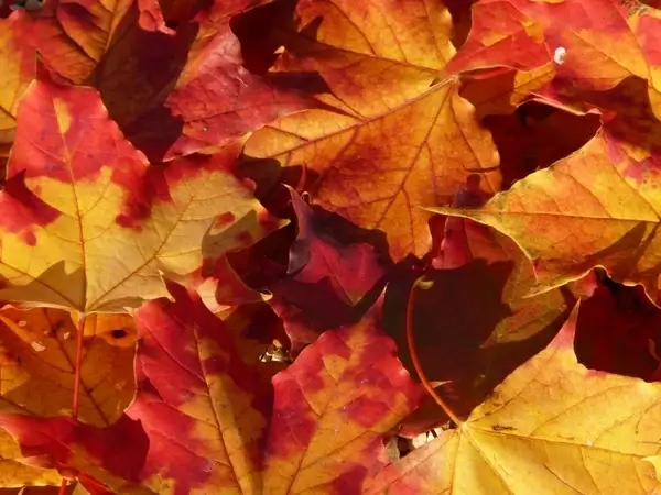 autumn journal leaves