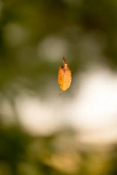 autumn leaf