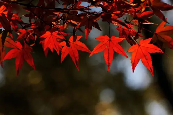 autumn leaf color in garden ueno park tokyo japan