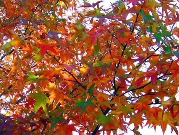 autumn leaves
