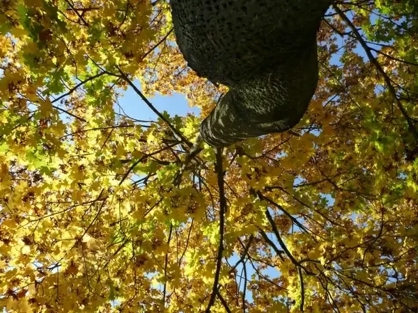 autumn leaves