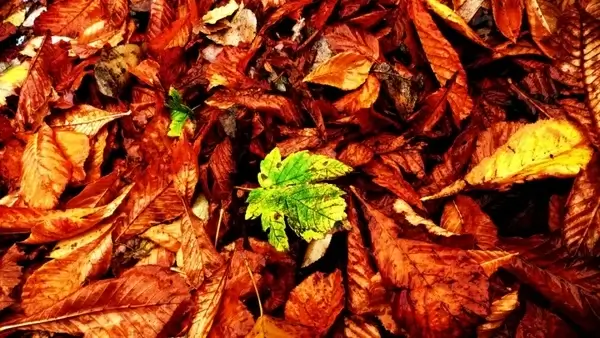 autumn leaves