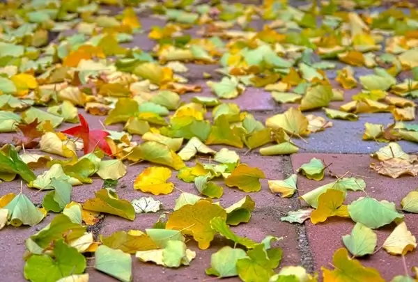 autumn leaves