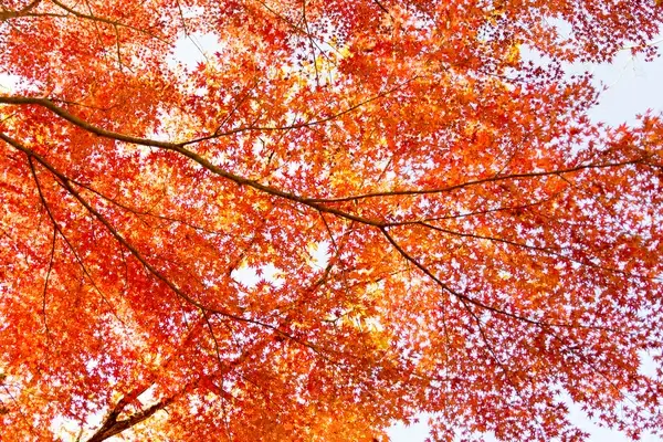 autumn leaves