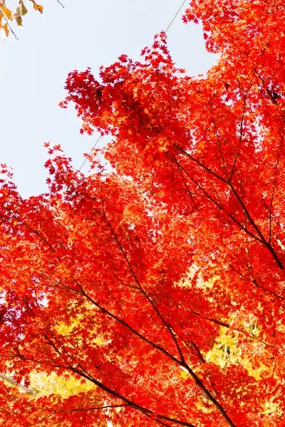 autumn leaves