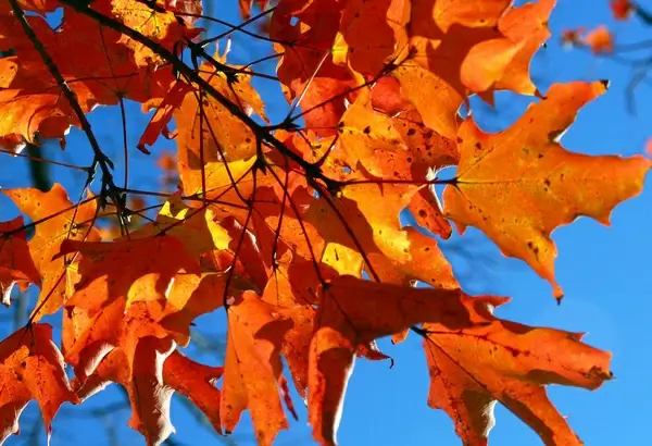 autumn leaves and sky