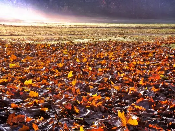 autumn leaves bath in the misty morning light