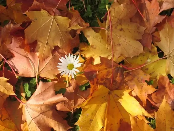 autumn leaves earth