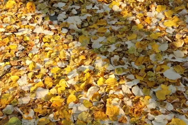 autumn leaves ground