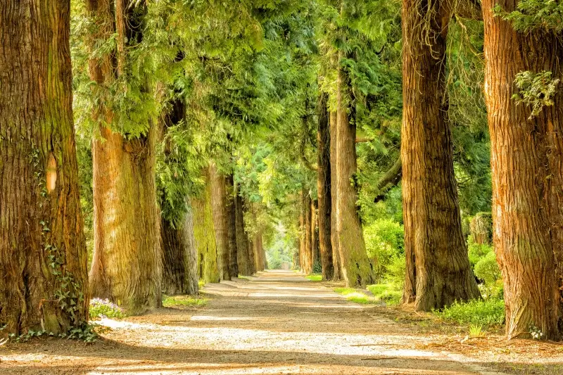 avenue scene picture backdrop peaceful elegance 